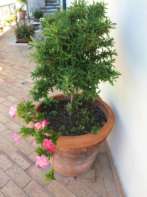 Le Terrazze Di Cristina Bed & Breakfast วิเอตริ ภายนอก รูปภาพ
